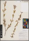 Foto von Salix exigua var. pedicellata (Andersson) Cronquist